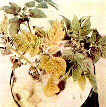 Potato Plant - Boron deficiency 