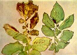 Potato Leaves - Boron toxicity and magnesium deficiency 