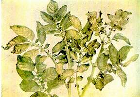 Potato Foliage - Chloride injury 