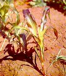 Maize Plant 