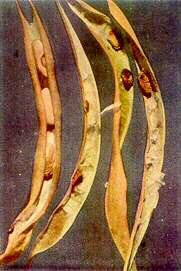 Dwarf Bean Pods - Calcium deficiency 