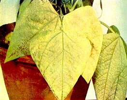 Dwarf Bean Foliage - Magnesium deficiency 