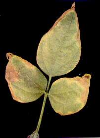 Dwarf Beans Leaf - Potassium deficiency 