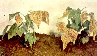 Dwarf Bean Plants - Manganese deficiency 