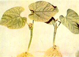 Dwarf Bean Plants - Boron deficiency 