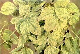 Haricot Bean Plants - Manganese deficiency 