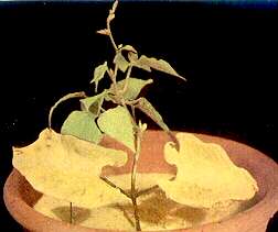 Runner Bean Plant - Nitrogen deficiency 