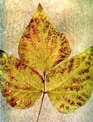 Runner Bean Leaf - Magnesium deficiency 