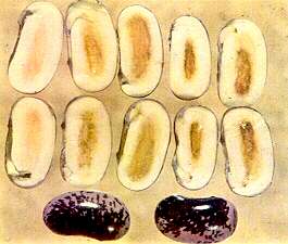Runner Bean Seeds - Manganese deficiency 