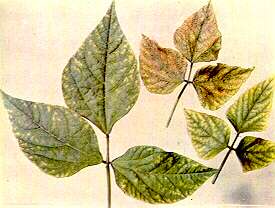 Runner Bean Leaves - Manganese toxicity (soil acidity complex) 