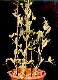 Pea plants - Phosphorus Deficiency 