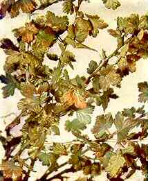 Gooseberry Foliage 