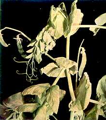 Pea Stem and Foliage - Calcium deficiency 