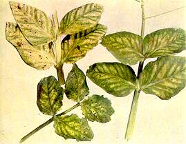 Peas Leaves - Magnesium deficiency 