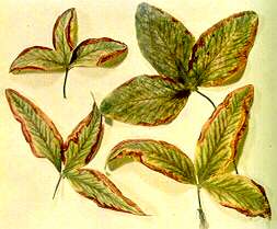Red Clover Leaves - Magnesium deficiency 