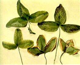 Red Clover Leaves - Potassium deficiency 