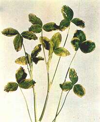 Red Clover Leaves - Manganese toxicity (soil acidity complex) 