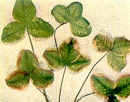 White Clover Leaves - Magnesium deficiency 