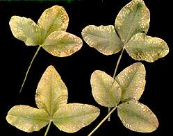 White Clover Leaves - Potassium deficiency 
