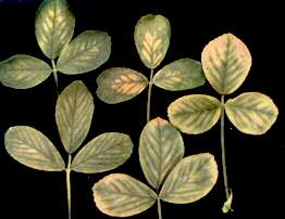 Lucerne Leaves - Magnesium deficiency 