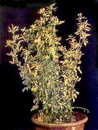 Lucerne Plants - Boron deficiency 