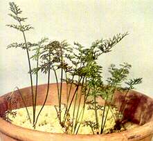 Carrot Plants - Phosphorus deficiency 