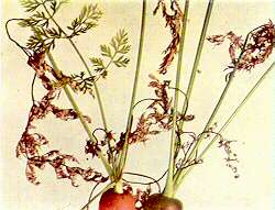 Carrot Plants - Calcium deficiency 