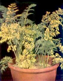 Carrot Plants - Magnesium deficiency 