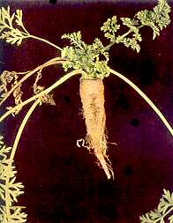 Carrot Plants - Boron deficiency 