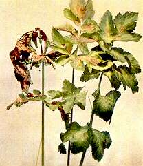 Parsnip Leaves - Calcium deficiency 