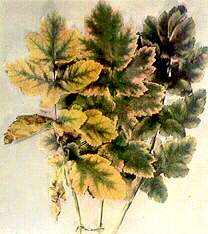Parsnip Leaves - Magnesium deficiency 