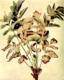 Parsnip Plant - Potassium deficiency 