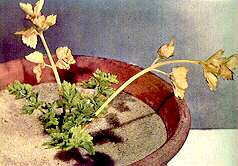 Celery Plant - Nitrogen deficiency