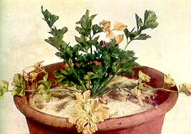 Celery Plant - Phosphorus deficiency 