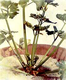 Celery Plant - Calcium deficiency 