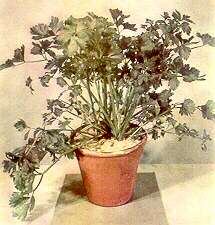 Celery Plant - Calcium deficiency with high potassium 