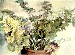 Celery Plant - Magnesium deficiency