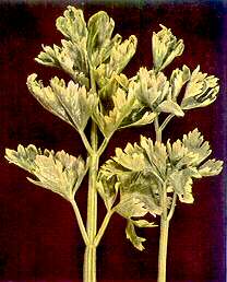 Celery Leaves - Manganese deficiency 