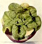 LETTUCE PLANT - Phosphorus deficiency 