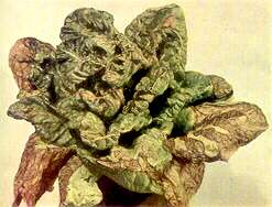 LETTUCE PLANT - Potassium deficiency 