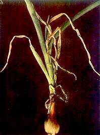 Onion Plant - Potassium deficiency 