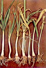 Leek Plants - Calcium deficiency 