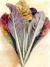  Cauliflower Plant --- Magnesium Deficiency 
Older leaves highly tinted in intervenal areas;
cream chlorotic marbling and orange, red and purple tints.