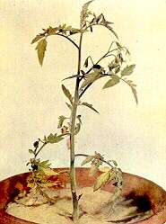 TOMATO PLANT - Nitrogen deficiency. 