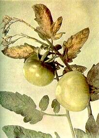 TOMATO TRUSS - Calcium deficiency