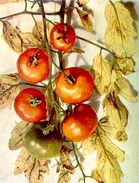 TOMATO TRUSS - Magnesium deficiency 