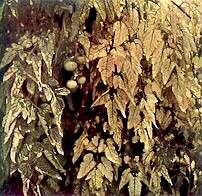 TOMATO PLANTS - Magnesium deficiency 