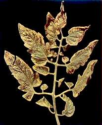 TOMATO LEAF - Potassium deficiency 