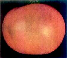 TOMATO FRUIT - Potassium deficiency 