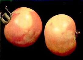 TOMATO FRUITS - Tomato Mosaic Virus Disease 